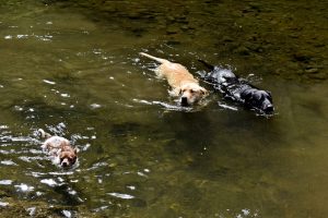Rock Pool Dips