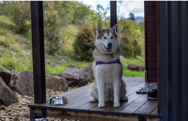 Pet22